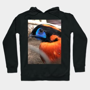 Pheasant Hoodie